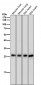 Anti-Phospho-eIF4E (S209) Rabbit Monoclonal Antibody