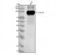 Anti-Phospho-Stat5 (Y694) STAT5A Rabbit Monoclonal Antibody