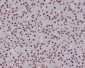 Anti-Phospho-Smad5 (S463/465) Rabbit Monoclonal Antibody