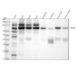 Anti-Phospho-PKC alpha (T638) PRKCA Rabbit Monoclonal Antibody