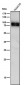 Anti-Phospho-v-Myb + c-Myb (S11) Rabbit Monoclonal Antibody