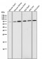 Anti-Phospho-AMPK alpha 2 (S345) PRKAA2 Rabbit Monoclonal Antibody