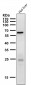 Anti-Phospho-AMPK alpha 2 (S491) PRKAA2 Rabbit Monoclonal Antibody