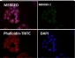 Anti-Rb RB1 Rabbit Monoclonal Antibody