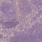 Anti-Rb RB1 Rabbit Monoclonal Antibody