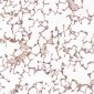 Anti-Rb RB1 Rabbit Monoclonal Antibody