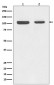 Anti-Rb RB1 Rabbit Monoclonal Antibody