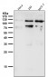 Anti-Rb RB1 Rabbit Monoclonal Antibody