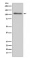 Anti-C3/Complement C3 Rabbit Monoclonal Antibody