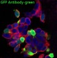 Anti-GFP Rabbit Monoclonal Antibody