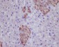 Anti-GFP Rabbit Monoclonal Antibody