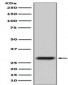 Anti-GFP Rabbit Monoclonal Antibody