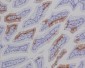 Anti-GFP Rabbit Monoclonal Antibody