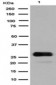 Anti-GFP Rabbit Monoclonal Antibody