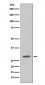 Anti-GFP Rabbit Monoclonal Antibody