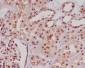 Anti-ERG Rabbit Monoclonal Antibody