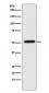 Anti-ERG Rabbit Monoclonal Antibody