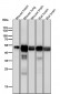 Anti-ERG Rabbit Monoclonal Antibody