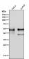 Anti-ERG Rabbit Monoclonal Antibody