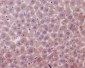Anti-Bak BAK1 Rabbit Monoclonal Antibody