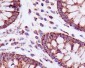 Anti-PBR TSPO Rabbit Monoclonal Antibody