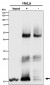 Anti-PBR TSPO Rabbit Monoclonal Antibody