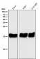 Anti-PBR TSPO Rabbit Monoclonal Antibody