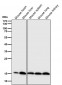 Anti-PBR TSPO Rabbit Monoclonal Antibody