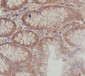 Anti-SCF Rabbit Monoclonal Antibody