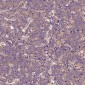 Anti-p63 TP63 Rabbit Monoclonal Antibody