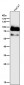 Anti-p63 TP63 Rabbit Monoclonal Antibody