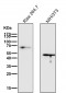 Anti-p63 TP63 Rabbit Monoclonal Antibody