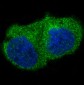 Anti-ILK/Integrin Linked Ilk Rabbit Monoclonal Antibody