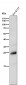 Anti-Rho RHOA Rabbit Monoclonal Antibody