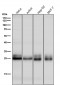 Anti-Rho RHOA Rabbit Monoclonal Antibody