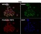 Anti-Tau MAPT Rabbit Monoclonal Antibody
