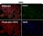 Anti-Tau MAPT Rabbit Monoclonal Antibody