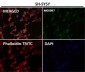 Anti-Tau MAPT Rabbit Monoclonal Antibody