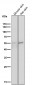 Anti-Tau MAPT Rabbit Monoclonal Antibody