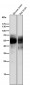 Anti-Tau MAPT Rabbit Monoclonal Antibody
