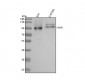 Anti-AhR Rabbit Monoclonal Antibody