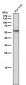Anti-GBA/Glucosylceramidase Rabbit Monoclonal Antibody