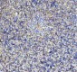 Anti-LOX Rabbit Monoclonal Antibody
