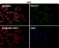 Anti-MEK1 MAP2K1 Rabbit Monoclonal Antibody