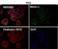 Anti-MEK1 MAP2K1 Rabbit Monoclonal Antibody