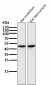 Anti-MEK1 MAP2K1 Rabbit Monoclonal Antibody