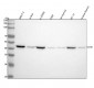 Anti-CCR9 Rabbit Monoclonal Antibody
