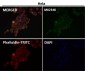 Anti-CCR9 Rabbit Monoclonal Antibody