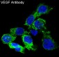 Anti-VEGF VEGFA Rabbit Monoclonal Antibody
