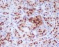 Anti-PDX1/Ipf1 Rabbit Monoclonal Antibody
